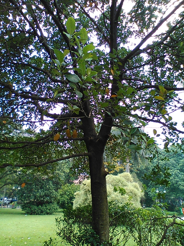 Pohon cempedak di sudut Taman Kencana, unduk yukkk! :D