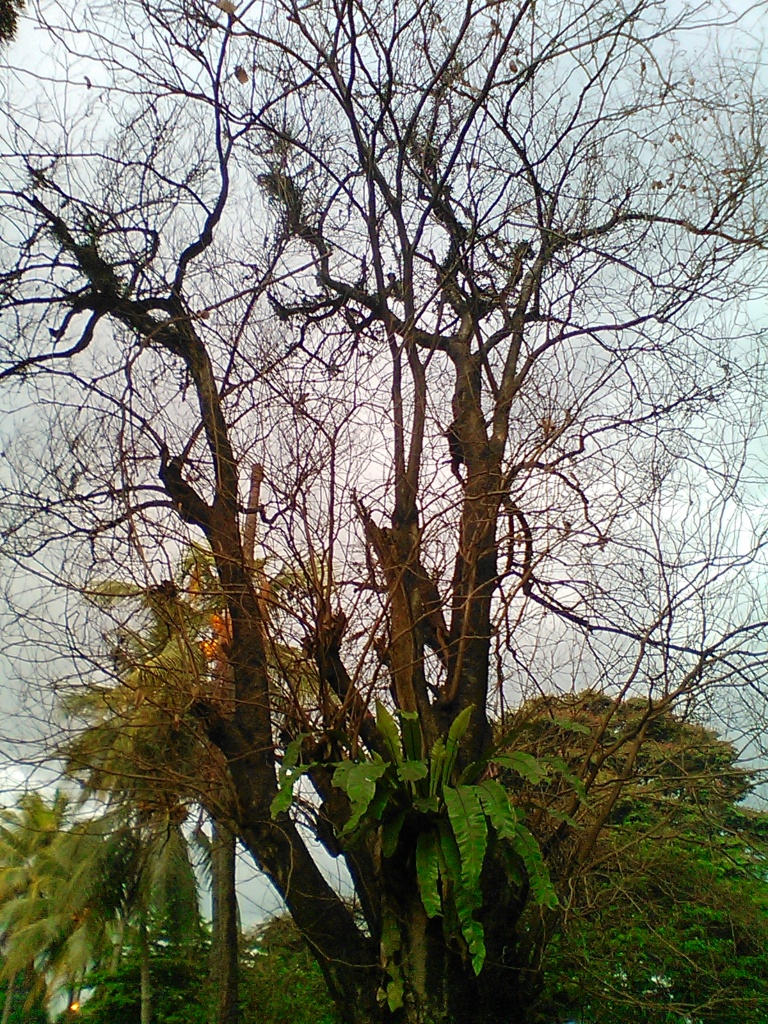 sebuah pohon yang meranggas, masih di Taman Kencana