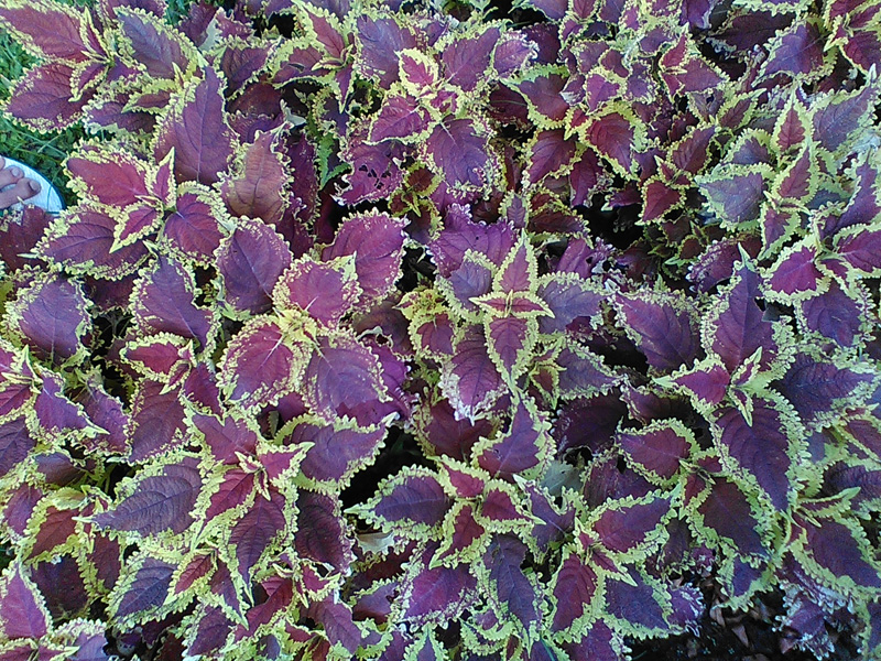 Kuntum-kuntum mekar berseri