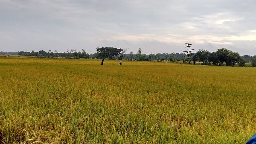 sawah2