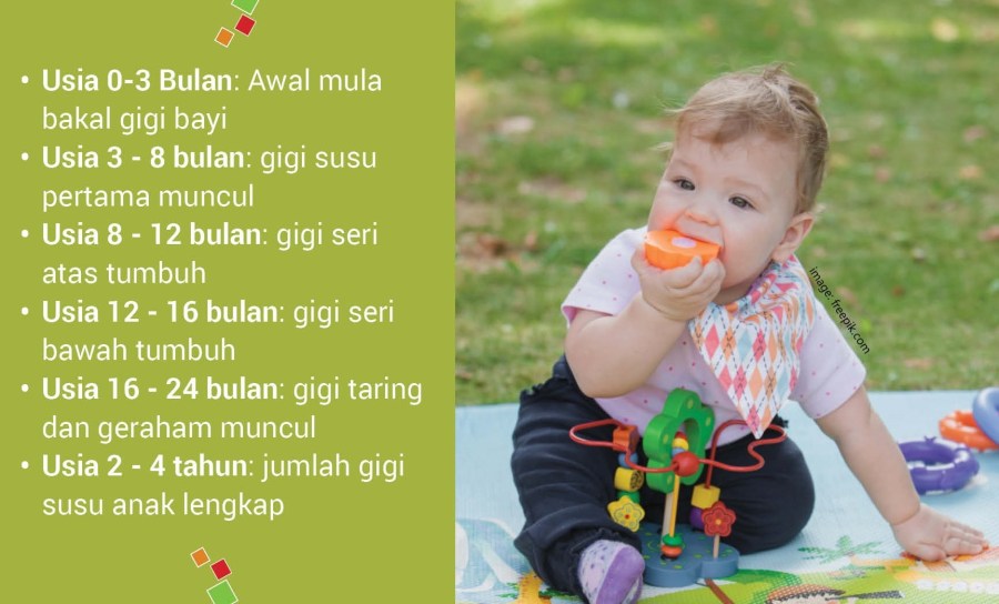 gigi bayi tumbuh