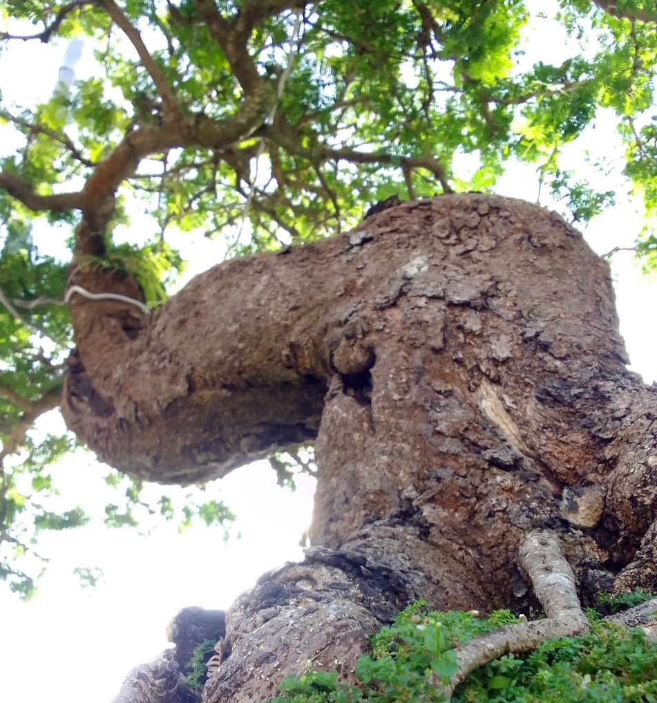 pohon besar di hutan